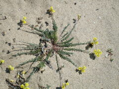 Linaria polygalifolia polygalifolia