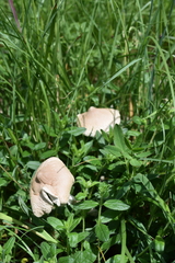 Macrolepiota gracilenta