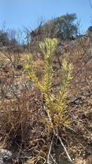 Leucadendron lanigerum lanigerum