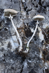 Macrolepiota gracilenta