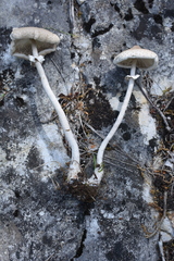 Macrolepiota gracilenta