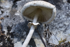 Macrolepiota gracilenta