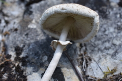 Macrolepiota gracilenta