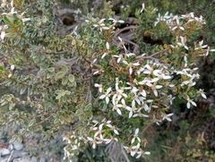Olearia nummulariifolia