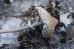 Macrolepiota gracilenta