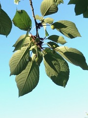 Cerasus