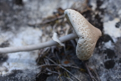Macrolepiota gracilenta