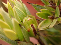 Mecaphesa kanakana