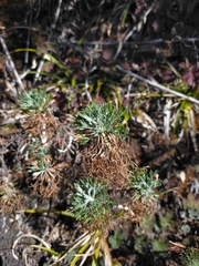 Artemisia morrisonensis