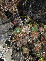 Artemisia morrisonensis