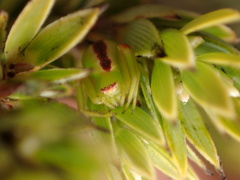 Mecaphesa kanakana
