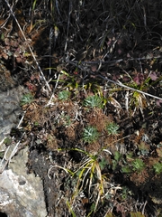 Artemisia morrisonensis