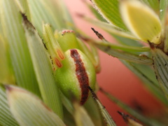 Mecaphesa kanakana