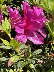 Rhododendron simsii