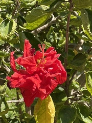 Rhododendron simsii