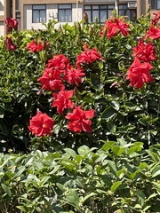 Rhododendron simsii