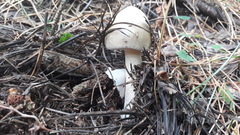 Amanita brunneofuliginea
