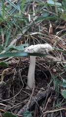 Amanita brunneofuliginea