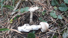 Amanita brunneofuliginea