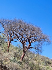 Bursera morelensis