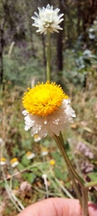 Ammobium alatum