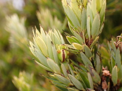 Mecaphesa kanakana