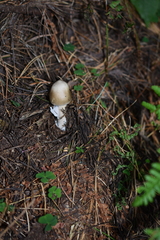 Amanita brunneofuliginea