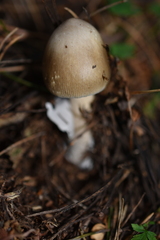 Amanita brunneofuliginea