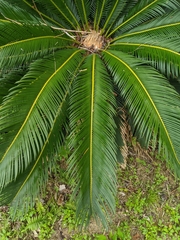 Cycas revoluta