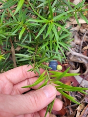 Podocarpus spinulosus