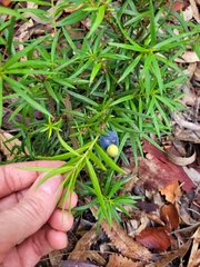 Podocarpus spinulosus