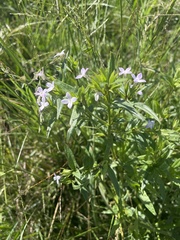 Conostomium natalense