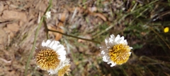 Ammobium alatum