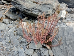 Epilobium melanocaulon