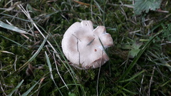Amanita brunneofuliginea