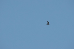 Accipiter nisus