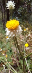 Ammobium alatum