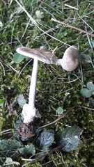 Amanita brunneofuliginea