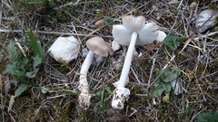 Amanita brunneofuliginea