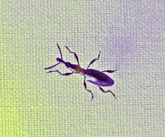 Cylas formicarius