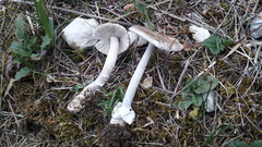 Amanita brunneofuliginea