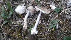 Amanita brunneofuliginea