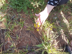 Asteraceae