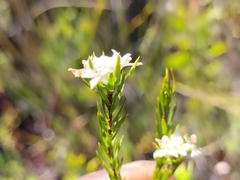 Lachnaea diosmoides