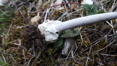 Amanita brunneofuliginea
