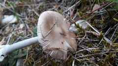Amanita brunneofuliginea