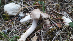 Amanita brunneofuliginea