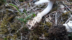 Amanita brunneofuliginea