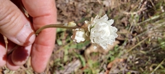Ammobium alatum