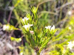 Lachnaea diosmoides